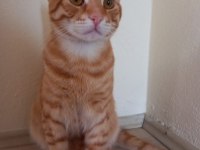 KEDİMİ ACİL SAHİPLENDİRİYORUM YOKSA SOKAĞA GİDECEK