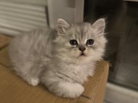 British longhair yavru erkek