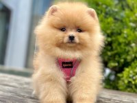 Sevimli Pomeranian Boo Yavrularımız