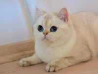 BEYAZ SAFKAN ŞECERELİ BRITISH SHORTHAIR