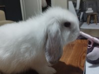 Lop Tavşanı Fırsat