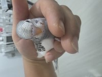 1 aylık muhabbet kuşu