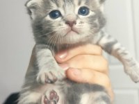 En özel renklerde tatlı scottish fold yavrularımız
