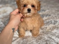 DÜNYA TATLISI MALTİPOO YAVRULARI 