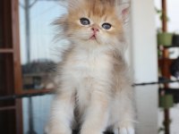 SAFKAN VE SECERELİ SOSYAL OYUNCU GOLDEN SHADED KEDİMİZ