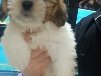 3 aylık dişi shih tzu yavrular
