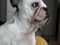 Sevimli french bulldog köpeğimiz miya