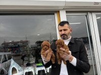 SHOW KALİTE TOY POODLE YAVRULARI FENOMEN PETS ANKARA