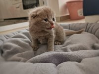 Kusursuz Scottish Fold Lilac/Black Yavrular