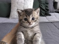 Whiskas British Shorthair Bebeğim