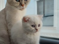 Scottish Fold kızım yeni yuvasını bekliyor
