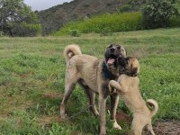 2 Buçuk Aylık KANGAL