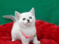 Blue Point British Shorthair Yavrumuz