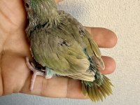 Fallow kırmızı göz turkuaz forpus bebekler