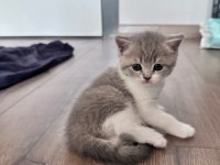 Şecereli Babadan Dişi Yavru Kediler