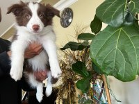 Son iki dişi şecereli Border Collie yavrular hızlı olana