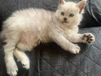 Üst kaliteli Maine coon ns11 rengi