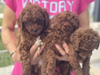 Redbrown kore toy poodle yavrularımız