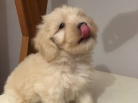Maltipoo 2 aylık