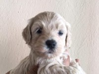 Maltipoo yavrular