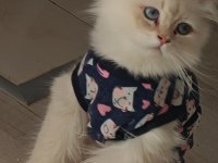 Orijinal ırk saf kan british longhair erkek