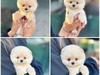 Pomeranian Ayıcık Yüz Minyatür Boyut