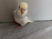 ELE ALIŞIK SAĞLIKLI YAVRU 2 ADET MUHABBET KUŞU