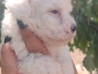 Minimal Kar Topu Maltese Bebekler