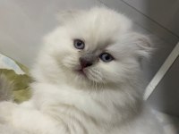 British longhair beyaz yavrumuz
