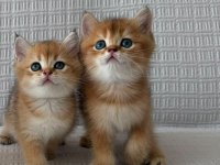 En Güzel Golden British Shorthair Yavrumuz