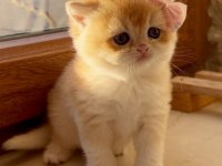 Saf Kan Golden British Shorthair Yavrular (Wcf Kayıtlı)