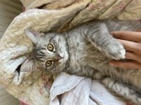 British shorthair oğluma yuva arıyoruz