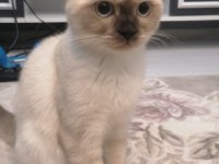 Acil yuva arıyorum scottish fold kedilerime
