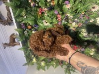 Efsane poodle yavrularımız