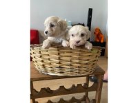 Maltipoo yavrularımız uygundur