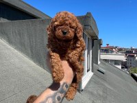 Red Brown Oyuncu Toy Poodle Yavrular