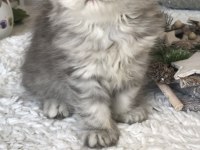 Silver Tabby Longhair Dişi Kedimiz