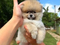 Orjinal Pomeranian Bo yavrularımız 
