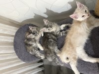 Safkan Maine Coon Yavruları 3 Aylık