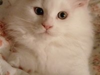 2 aylık maine coon yavru kediler