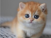Efsane Golden NY12 British Shorthair