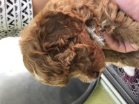 Dark red Toy poodle