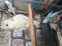 5 adet yeme düşmüş bebek muhabbet kuşu