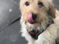 OYUNCU EĞİTİMLİ MALTİPOO