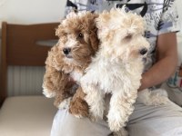 Wc eğitimli maltipoo yavrularımızı canlı görün