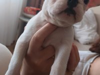 50 Günlük Fransız Bulldog Yavrumuz