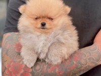 2 Aylık Pomeranian Bebekler
