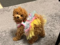 Toy poodle kızımız coffee