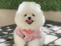 Pomerianan Boo Köpekler