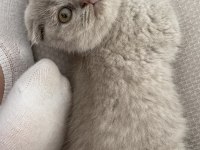 Güzeller Güzeli Scottish Fold Mia